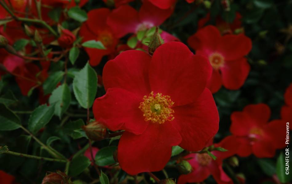 ©SUNFLOR - Primavera